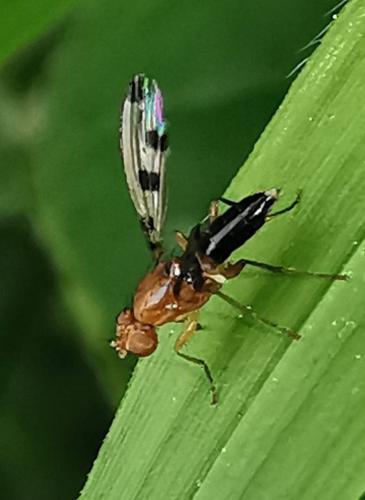 Geomyza tripunctata